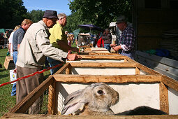 Pferde- und Hobbytiermarkt in Burgdorf, Verkaufsstand mit Kaninchenstall , Käfige, Verkäufer, Verkaufsstand, Kaninchen, Rammler, Wiese