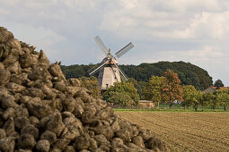 Windmühle, Wichtringhausen, Zuckerrübenberg, Feld, Dorf