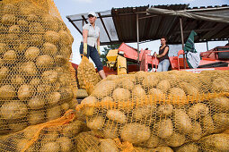 Kartoffelsäcke bei der Kartoffelernte, Sortiermaschine, Bäurinnen, Feldarbeit
