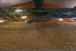 unlaoding onions Uetze-Dollbergen, warehouse, Uetze-Dollbergen, Lower Saxony, northern Germany
