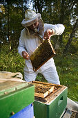 Imker mit Gesichtsschutz und Pfeife prüft Honig aus dem Bienenstock, Bienen