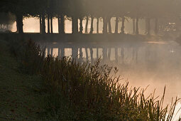 Graft, tree lines, fog, Great Garden Herrenhausen in Hanover, Hanover, Lower Saxony, northern Germany
