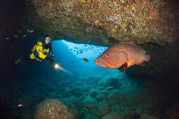 Taucher und Brauner Zackenbarsch in Hoehle, Epinephelus marginatus, Dofi Nord, Medes Inseln, Costa Brava, Mittelmeer, Spanien