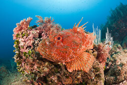 Great Rockfish, Scorpaena scrofa, Les Ferranelles, Medes Islands, Costa Brava, Mediterranean Sea, Spain