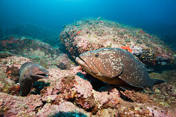 Mittelmeer-Muraene und Brauner Zackenbarsch, Muraena helena, Epinephelus marginatus, Les Ferranelles, Medes Inseln, Costa Brava, Mittelmeer, Spanien