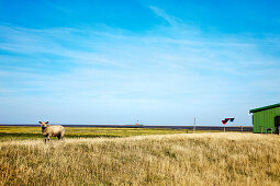 Sheep on dyke, Tuemlauer-Koog, Northern Frisia, Schleswig-Holstein, Germany