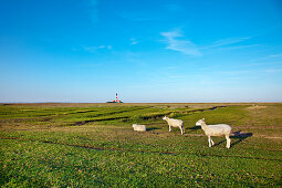 Schafe beim Leuchtturm Westerheversand, Westerhever, Schleswig-Holstein, Deutschland