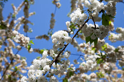 Blooming cherry tree in spring, Lower Saxony, Germany