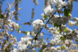 Blühender Kirschbaum im Frühling, Niedersachsen, Deutschland