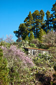 Haus und Mandelblüte im Sonnenlicht, El Jesus, La Palma, Kanarische Inseln, Spanien, Europa