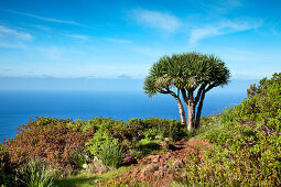 Coast area with dragon tree, Santo Domingo de Garafia, La Palma, Canary Islands, Spain, Europe