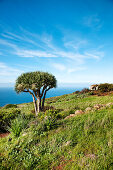Küstenlandschaft mit Drachenbaum, Santo Domingo de Garafia, La Palma, Kanarische Inseln, Spanien, Europa