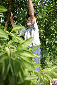 Obstbauer bei der Pflaumenernte, bei Baden-Baden, Baden-Württemberg, Deutschland