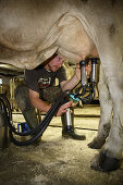 Milking a cow at the Laufbichl Alpe alpine dairy, Hintersteiner Tal, Bad Hindelang, Allgau, Swabia, Bavaria, Germany