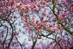 Blühender Baum im Frühling, Botanischer Garten, München, Bayern, Deutschland