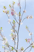 Flowering tree in spring, Botanical Garden, Munich, Bavaria, Germany
