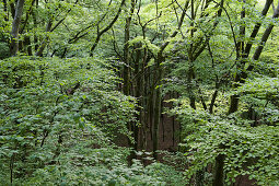 Wood, Trees, Green, Limb, Sustainability, Nature, Nobody, Plants, Leaves, Germany, Bavaria, Berg