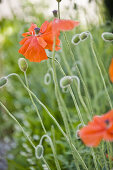 Blooming red poppy, Berg, Bavaria, Germany