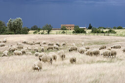 Flock of sheep in a meadow near Sovana, Tuscany, Italy