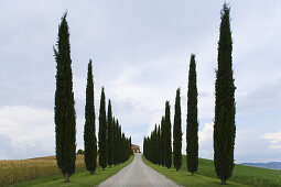 Zypressenallee und Bauernhof, San Quirico d'Orcia, Toskana, Italien