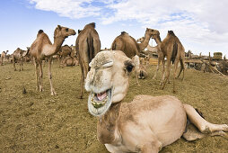 Dromedare, Kamelmarkt bei Sebha, Camelus dromedarius, Libyen, Afrika