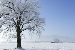 Snow covered oak tree, rural surroundings and Bavarian foothills in the background, Upper Bavaria, Bavaria, Germany