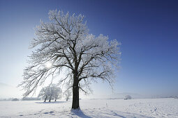 Snow covered oak tree, rural surroundings and Bavarian foothills in background, Upper Bavaria, Bavaria, Germany