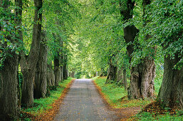 Lime tree alley at Marktoberdorf, Bavaria, Germany