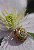 Close up of a pale pink Clematis montana with small snail and stamina
