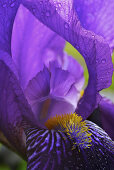Nahaufnahme einer violetten Iris mit Staubblättern