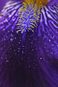 Nahaufnahme einer violetten Iris mit Staubblättern und Wassertropfen