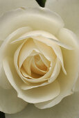 Close up of white rose blossom