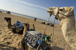 Kamelen ruhen sich aus am Strand, Atlantischer Ozean, Essouira, Morokko, Africa
