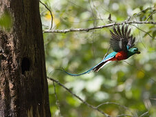 Resplendent Quetzal male in flight, Pharomachrus mocinno costaricensis, Costa Rica