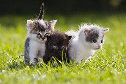 Young domestic cats, kittens in the garden, Germany