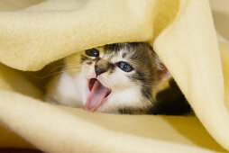 Young domestic cat, hiding under a blanket, Germany