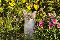 Young domestic cat, kitten exploring the garden, Germany