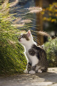 Junge Hauskatze, Kätzchen im Garten, Deutschland