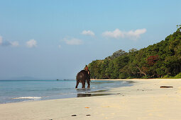 Bathing elephant with his mahut at Radha Nagar Beach at sunrise, Beach 7, Havelock Island, Andamans, India