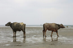 Water buffalos on Balu Dera Beach at low tide, Baratang, Middle Andaman, Andamans, India