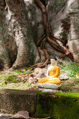 Kleine geopferte Buddhastatue im Seema Malaka Tempel auf dem Beira See, Colombo, Sri Lanka, Asien