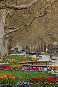 Promenade with alley of plane trees, sycamore trees and tulips in Spring, park, Dresden, Saxony, Germany