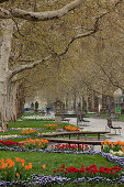 Promenade mit Platanenallee, Park, Tulpen, Frühling, Hauptstrasse, Dresden, Sachsen, Deutschland