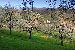 Blühende Kirschbäume, Blick über das Eggener Tal nach Niedereggenen, Markgräfler Land, Südlicher Schwarzwald, Baden-Württemberg, Deutschland