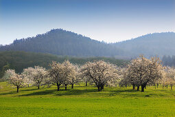 Blühende Kirschbäume im Eggener Tal bei Obereggenen, Markgräfler Land, Südlicher Schwarzwald, Baden-Württemberg, Deutschland