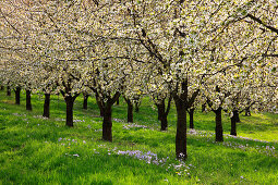 Cherry blossom at Eggenen valley near Obereggenen, Markgräfler Land, Black Forest, Baden-Württemberg, Germany