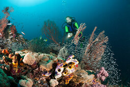 Taucher an Korallenriff, Raja Ampat, West Papua, Indonesien