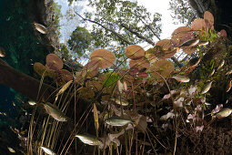 Water Lilies and Shoal of Tetra in Gran Cenote, Astyanax aeneus, Tulum, Yucatan Peninsula, Mexico