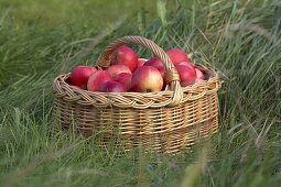 One basket with red apples at the meadow