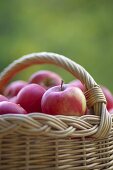 One apple in the basket with more red apples